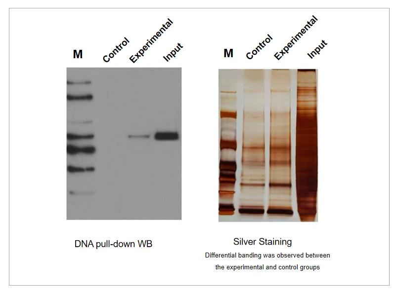 dna pulldown