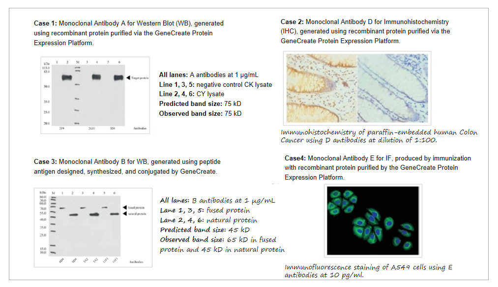 Monoclonal Antibody Customization