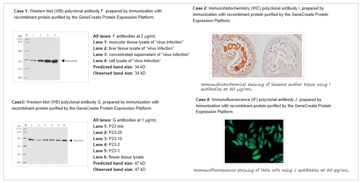Custom Polyclonal Antibody