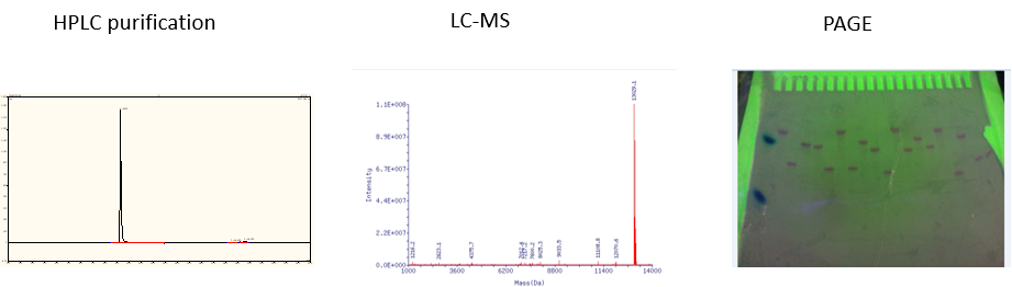 Modified Labeled Primers