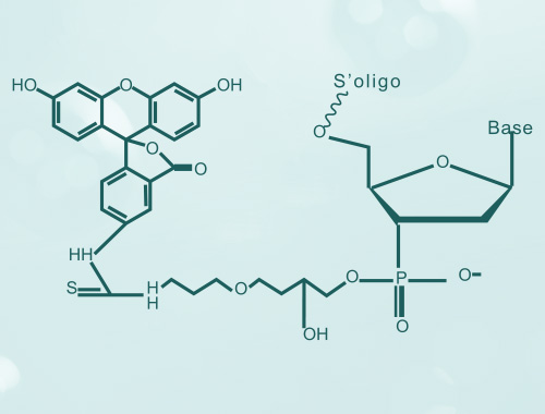 Modified/Labeled Primers Service