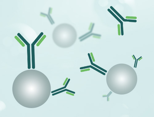 Monoclonal Antibody Customization Service