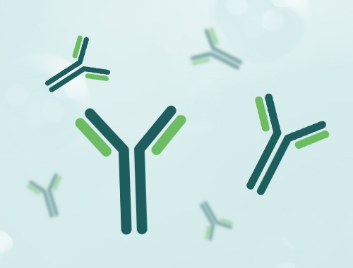 Custom Polyclonal Antibody Service